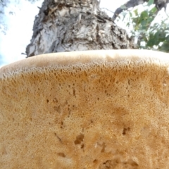 Laetiporus portentosus at Theodore, ACT - 27 May 2020