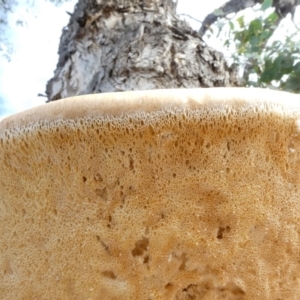 Laetiporus portentosus at Theodore, ACT - 27 May 2020