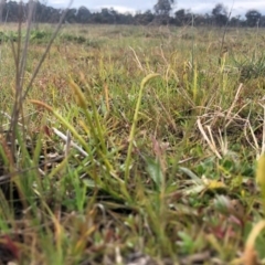 Ophioglossum lusitanicum (Adder's Tongue) at Throsby, ACT - 26 May 2020 by JasonC