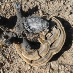 Trametes versicolor (Turkey Tail) at Tuggeranong Hill - 19 Apr 2020 by Owen