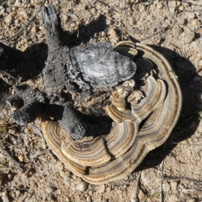 Trametes versicolor (Turkey Tail) at Theodore, ACT - 19 Apr 2020 by Owen