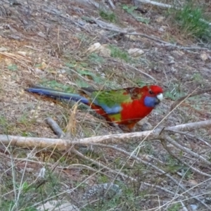 Platycercus elegans at Isaacs, ACT - 26 May 2020 04:42 PM