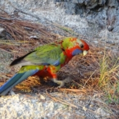 Platycercus elegans at Isaacs, ACT - 26 May 2020 04:42 PM