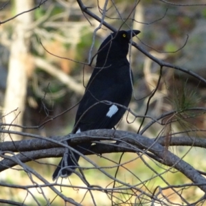 Strepera graculina at Isaacs Ridge and Nearby - 26 May 2020