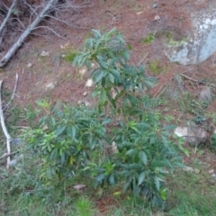 Pittosporum undulatum (Sweet Pittosporum) at Isaacs Ridge - 26 May 2020 by Mike