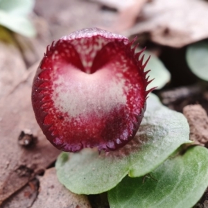 Corysanthes hispida at Hackett, ACT - 27 May 2020