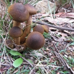 Armillaria sp. (A honey fungus) at Paddys River, ACT - 27 May 2020 by SandraH