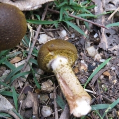 Armillaria sp. at Paddys River, ACT - 27 May 2020