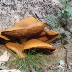 Gymnopilus junonius (Spectacular Rustgill) at Paddys River, ACT - 25 May 2020 by SandraH