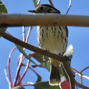 Pyrrholaemus sagittatus at Googong Foreshore - 27 Apr 2020