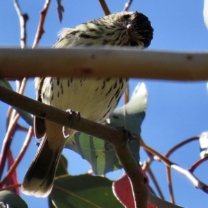 Pyrrholaemus sagittatus at Googong Foreshore - 27 Apr 2020