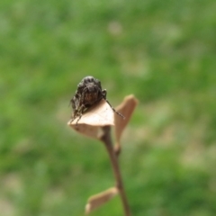 Lepidoscia adelopis, annosella and similar species at Macarthur, ACT - 27 May 2020