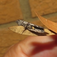 Lepidoscia adelopis, annosella and similar species at Macarthur, ACT - 27 May 2020