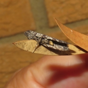 Lepidoscia adelopis, annosella and similar species at Macarthur, ACT - 27 May 2020