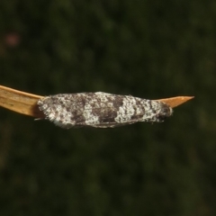 Lepidoscia adelopis, annosella and similar species at Macarthur, ACT - 27 May 2020