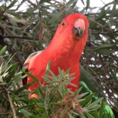 Alisterus scapularis at Macarthur, ACT - 27 May 2020