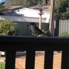 Cracticus torquatus (Grey Butcherbird) at Wanniassa, ACT - 15 May 2020 by Lucylu243