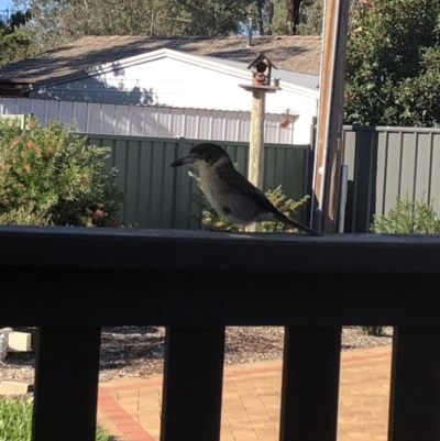 Cracticus torquatus (Grey Butcherbird) at Wanniassa, ACT - 15 May 2020 by Lucylu243