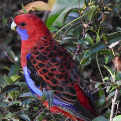 Platycercus elegans (Crimson Rosella) at Aranda, ACT - 27 May 2020 by KMcCue