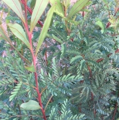 Acacia rubida (Red-stemmed Wattle, Red-leaved Wattle) at Kowen, ACT - 27 May 2020 by JaneR