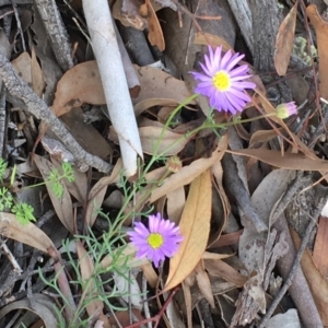 Brachyscome rigidula at Kowen, ACT - 27 May 2020