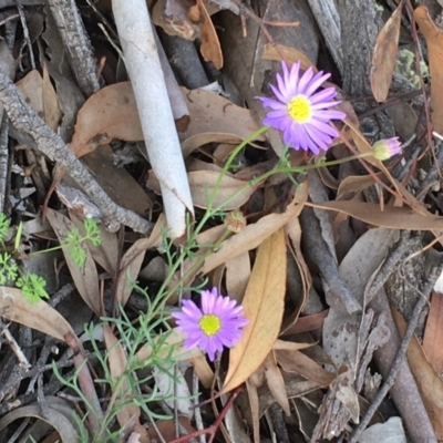 Brachyscome rigidula (Hairy Cut-leaf Daisy) at Kowen, ACT - 27 May 2020 by JaneR