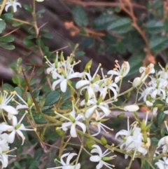 Bursaria spinosa (Native Blackthorn, Sweet Bursaria) at Kowen Escarpment - 27 May 2020 by JaneR