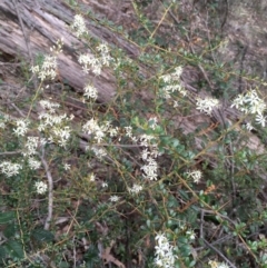 Bursaria spinosa at Kowen, ACT - 27 May 2020 02:35 PM