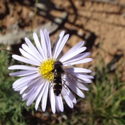 Syrphidae (family) (Unidentified Hover fly) at Mount Ainslie - 17 May 2020 by JanetRussell