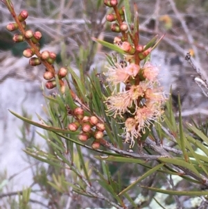 Callistemon sieberi at Kowen, ACT - 27 May 2020