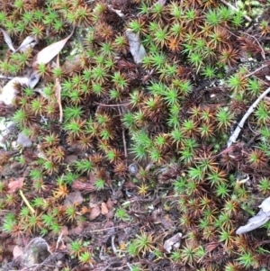 Polytrichaceae at Kowen, ACT - 27 May 2020