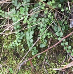 Asplenium flabellifolium (Necklace Fern) at Kowen, ACT - 27 May 2020 by JaneR