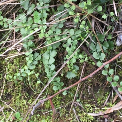Asplenium flabellifolium (Necklace Fern) at Kowen Escarpment - 27 May 2020 by JaneR