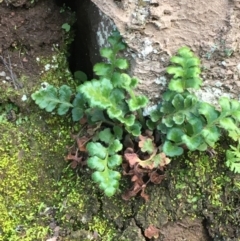 Pleurosorus rutifolius (Blanket Fern) at Kowen Escarpment - 27 May 2020 by JaneR