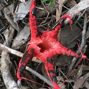 Clathrus archeri at Kowen, ACT - 27 May 2020