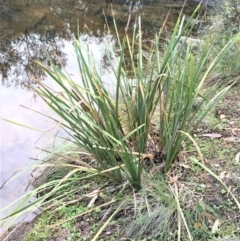 Lomandra longifolia (Spiny-headed Mat-rush, Honey Reed) at Kowen Escarpment - 27 May 2020 by JaneR