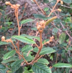 Pomaderris betulina (Birch Pomaderris) at Kowen Escarpment - 27 May 2020 by JaneR