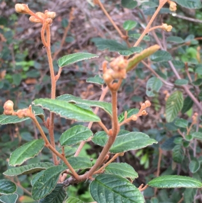 Pomaderris betulina (Birch Pomaderris) at Kowen Escarpment - 27 May 2020 by JaneR