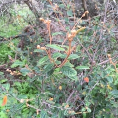 Pomaderris betulina at Kowen, ACT - 27 May 2020