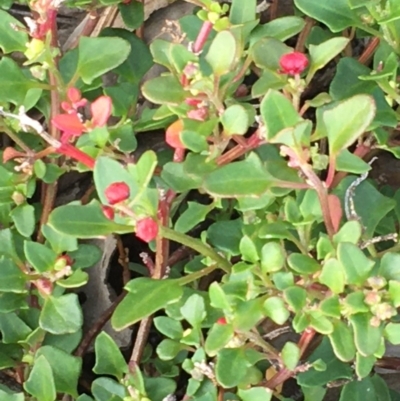 Einadia hastata (Berry Saltbush) at Kowen Escarpment - 27 May 2020 by JaneR