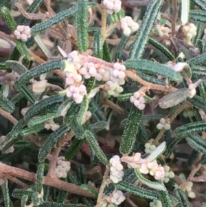 Pomaderris angustifolia at Canberra Airport, ACT - 27 May 2020