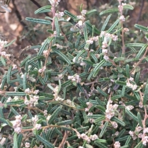 Pomaderris angustifolia at Canberra Airport, ACT - 27 May 2020