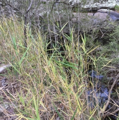 Phragmites australis (Common Reed) at Kowen, ACT - 27 May 2020 by JaneR