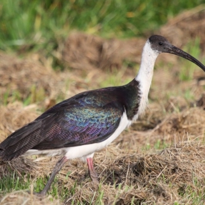 Threskiornis spinicollis (Straw-necked Ibis) at Fyshwick, ACT - 25 May 2020 by TimL