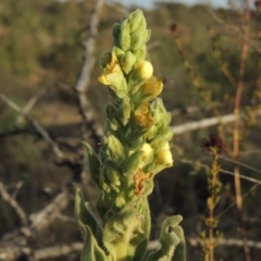 Verbascum thapsus subsp. thapsus (Great Mullein, Aaron's Rod) at Greenway, ACT - 22 Jan 2020 by MichaelBedingfield