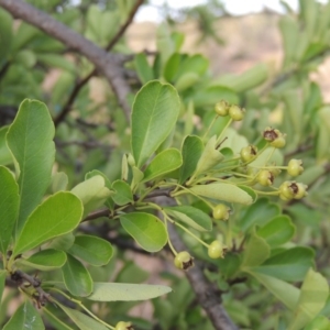 Pyracantha fortuneana at Greenway, ACT - 22 Jan 2020