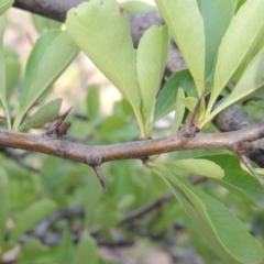 Pyracantha fortuneana at Greenway, ACT - 22 Jan 2020