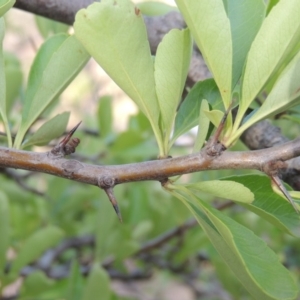 Pyracantha fortuneana at Greenway, ACT - 22 Jan 2020