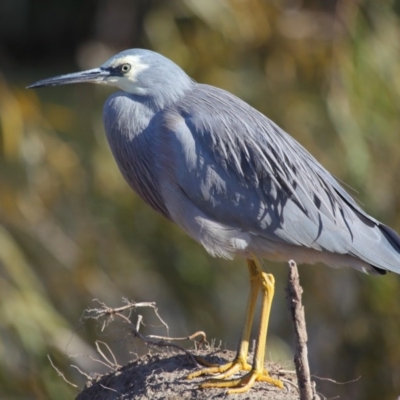 Egretta novaehollandiae (White-faced Heron) at Fyshwick, ACT - 24 May 2020 by Tim L