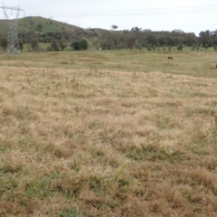 Panicum capillare/hillmanii (Exotic/Invasive Panic Grass) at Mount Painter - 26 May 2020 by CathB